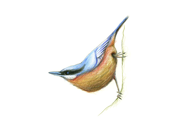 Illustration